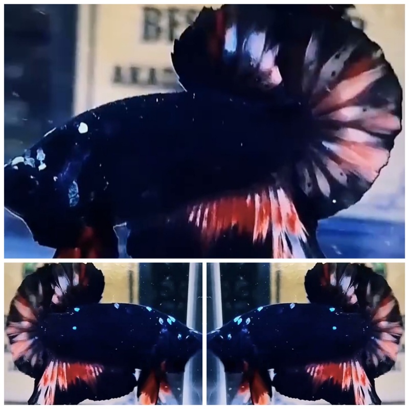 Black Variation
