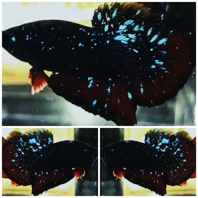 Avatar Nebula