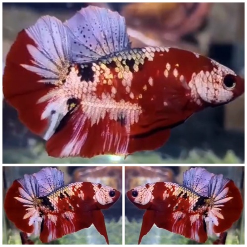 Red Koi Copper