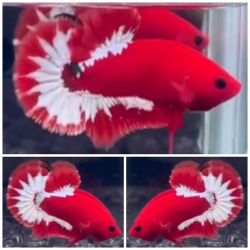 Red FCCP Star Tail