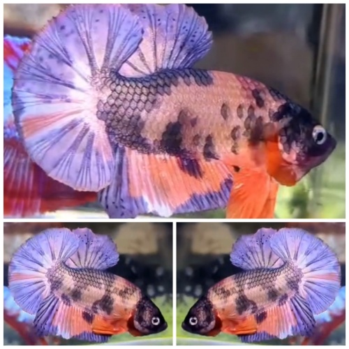 Nemo Copper