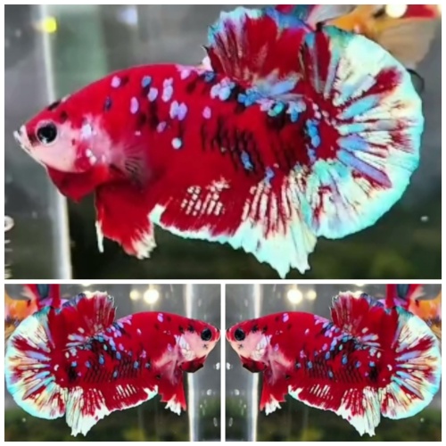 Red Barongsai