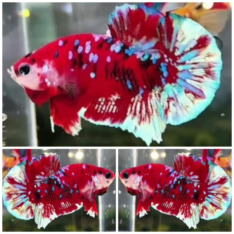 Red Barongsai