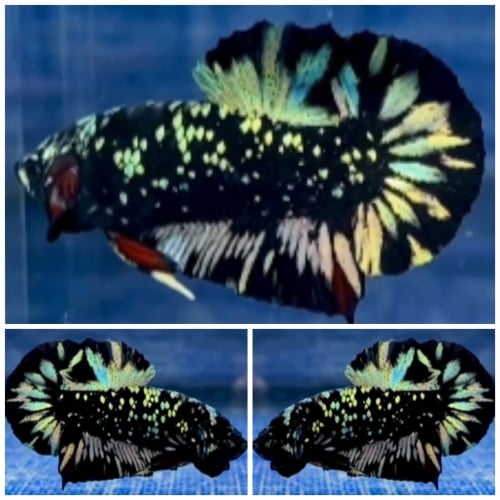 Avatar Copper