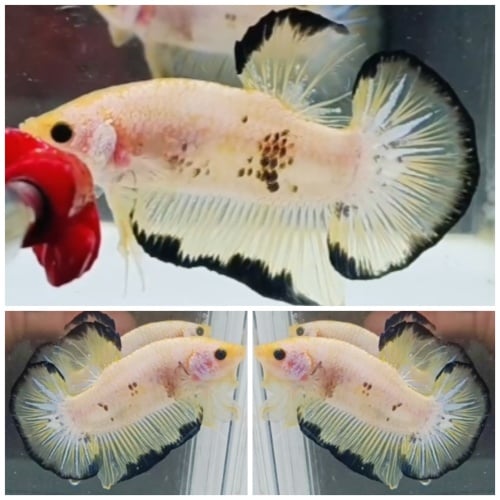 Giant Yellow Black Rim (6cm)