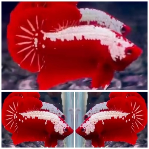 Best Red Samurai