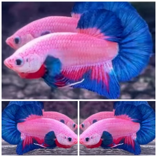 Best Pink Flamingo