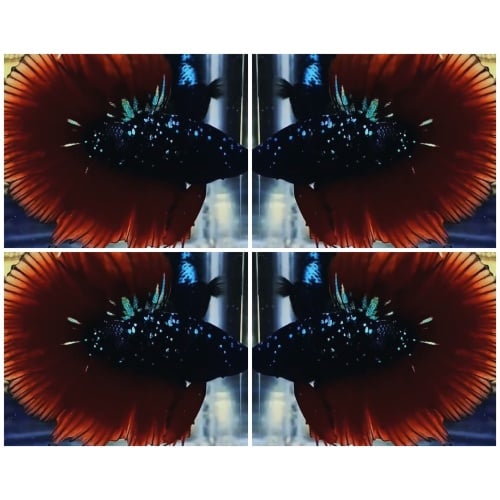 Best Avatar HM