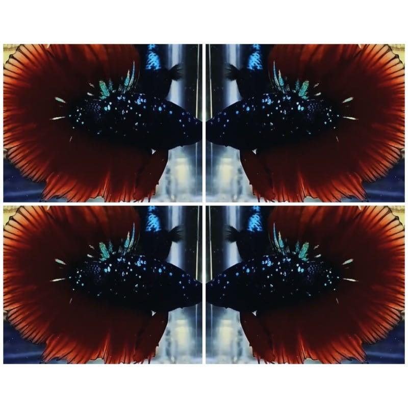 Best Avatar HM