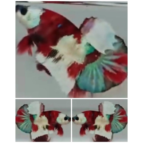 AOC Clown