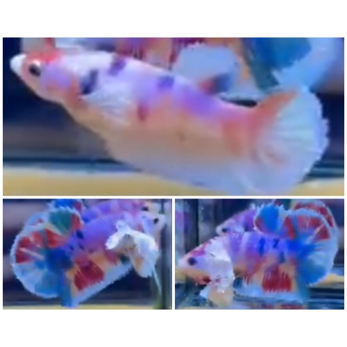 Pair Candy Big Ears