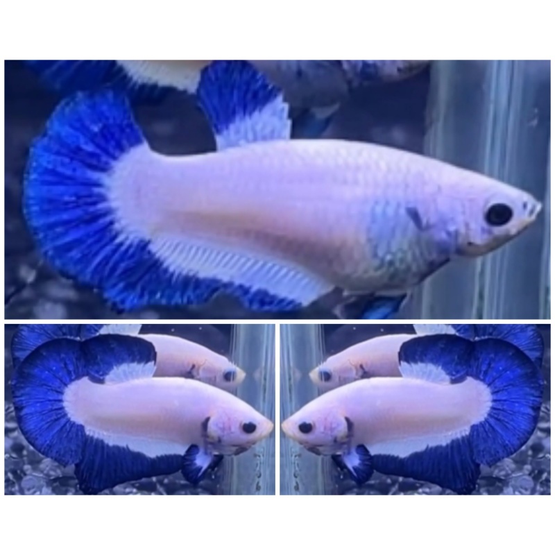 Pair Blue Rim
