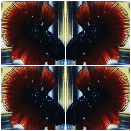 Top Avatar HM