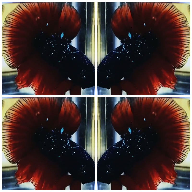 Top Avatar HM