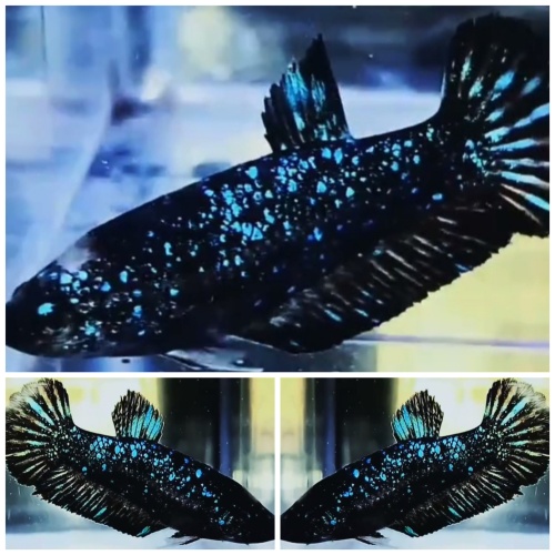 Female Avatar Nebula