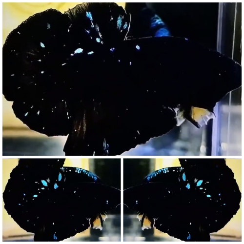 Black Star Galaxy