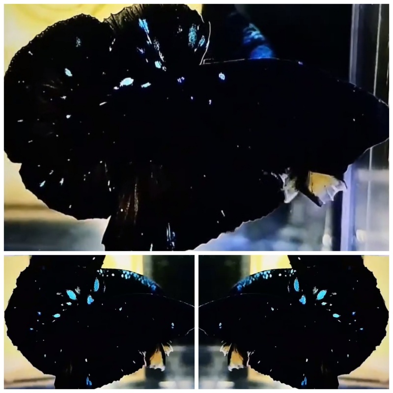 Black Star Galaxy