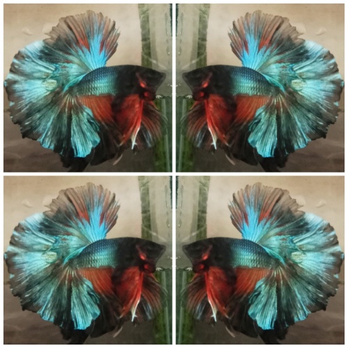 Green Metalic Hawk