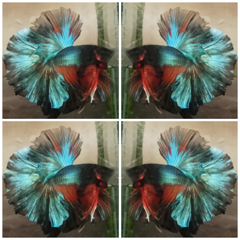 Green Metalic Hawk