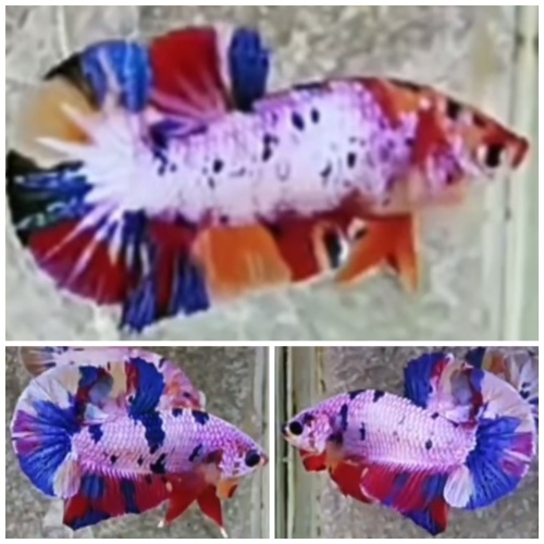 Pair Candy Rainbow