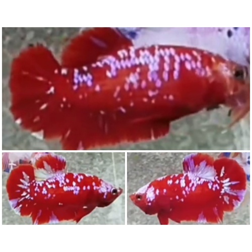 Pair Red Blue Galaxy
