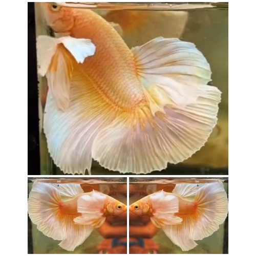 Soft Gold Dumbo