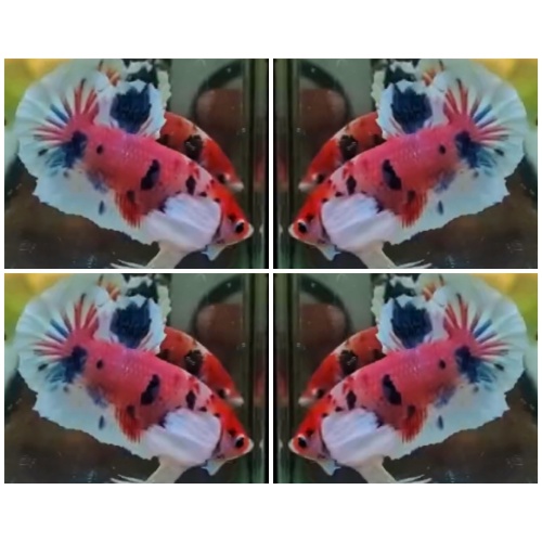 Candy Dumbo