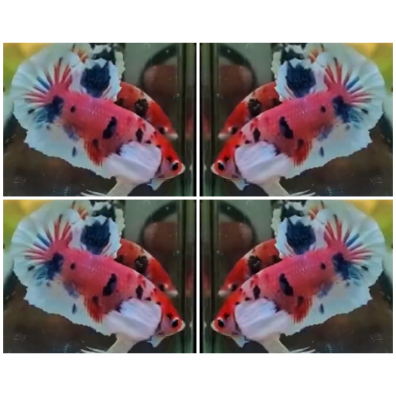 Candy Dumbo