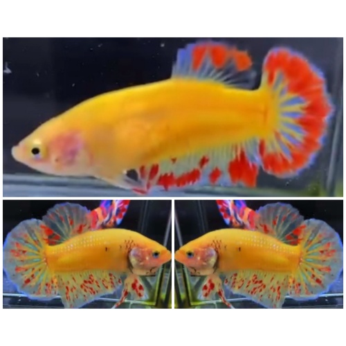 Pair Yellow Vandas