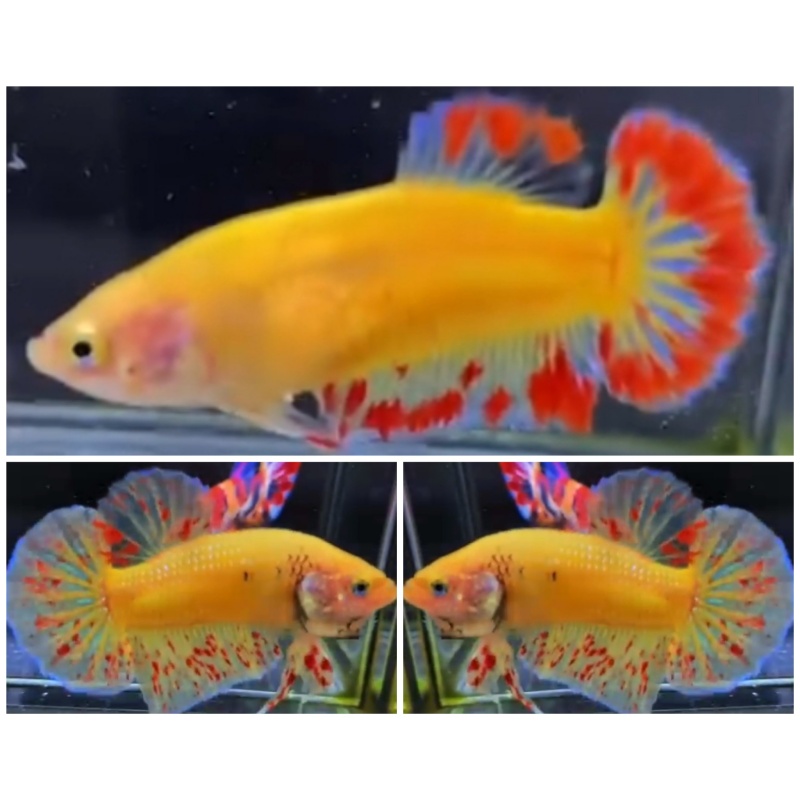Pair Yellow Vandas