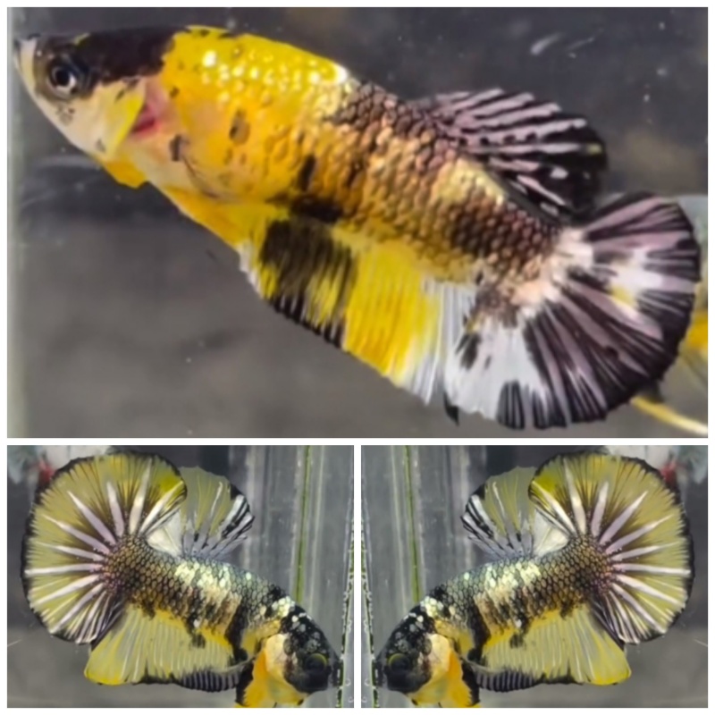 Pair Yellow Koi Copper