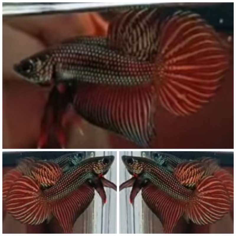 Smaradigna Copper