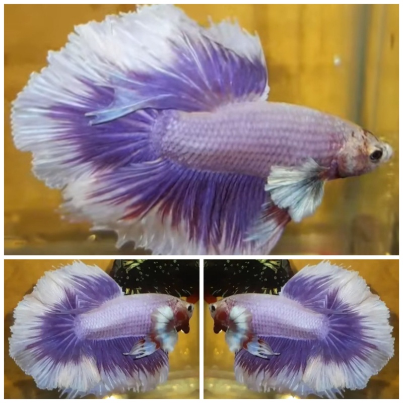 Purple Rosetail