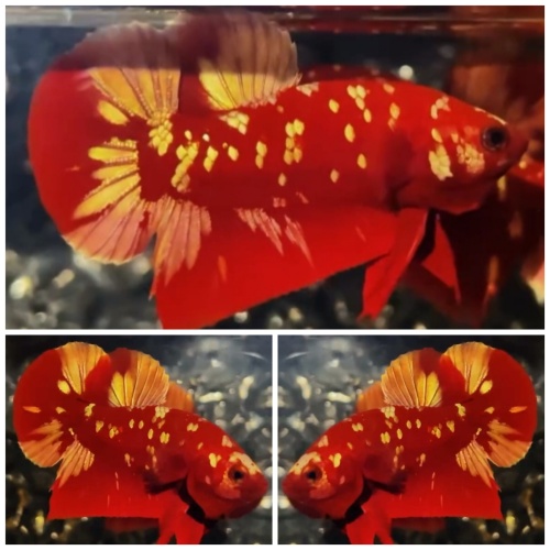 Red Gold Galaxy #3