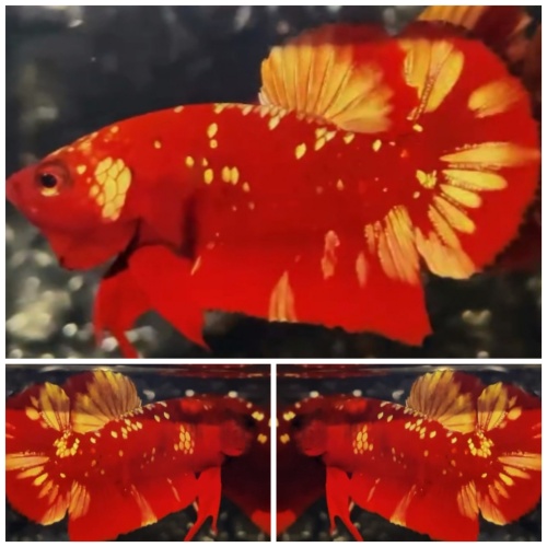 Red Gold Galaxy #1