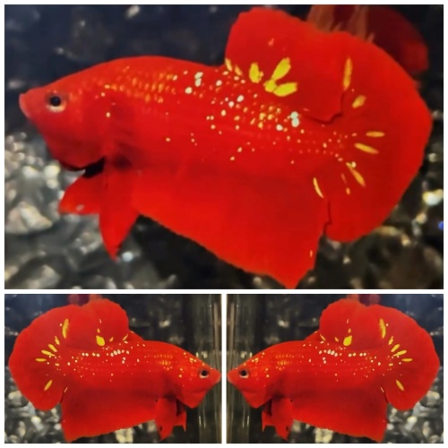Red Gold Galaxy #2
