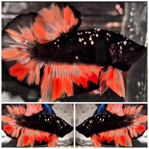 Best Avatar Nemo Copper Balance