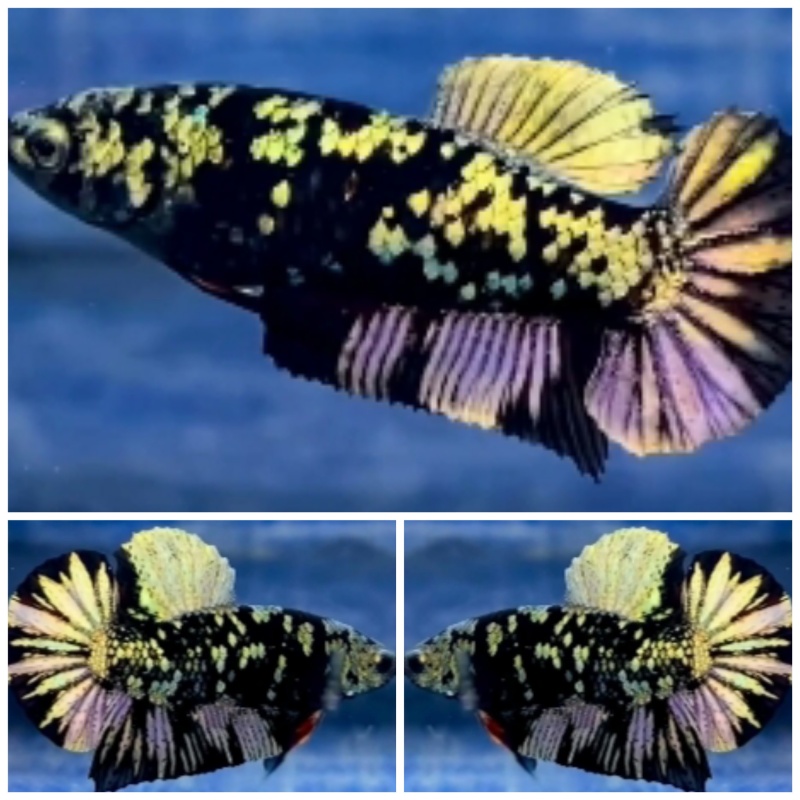 Pair Avatar Copper