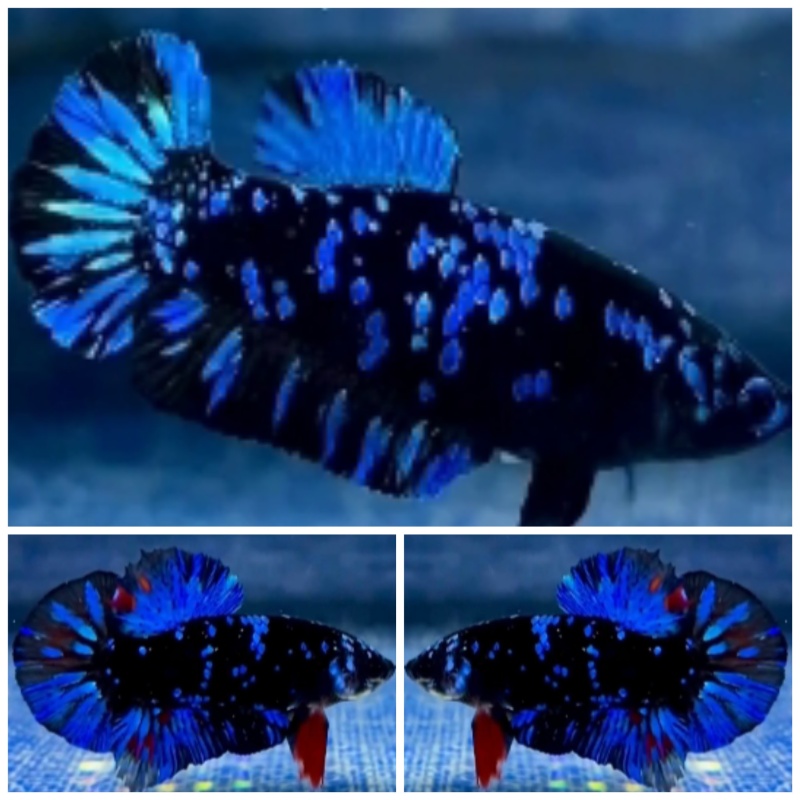 Pair Avatar Blue