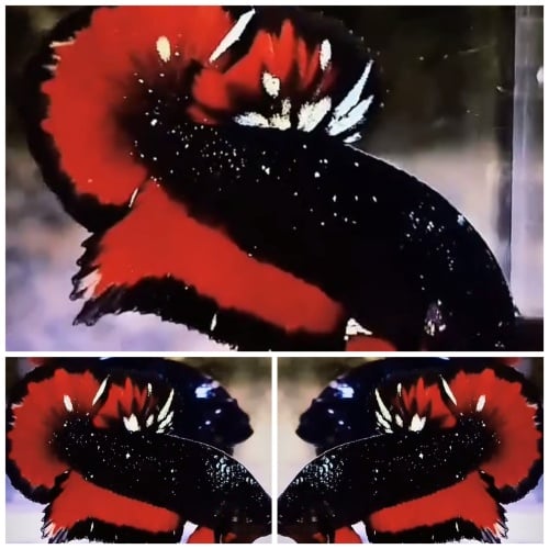 Avatar Vampire Glitter