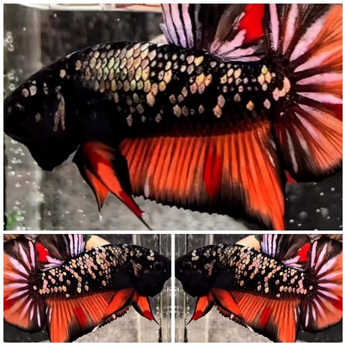 Avatar Nemo Copper