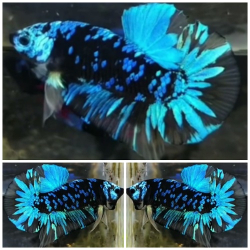 Nice Avatar Gordon