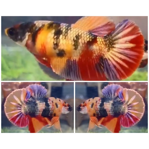 Pair Nemo Gold Copper