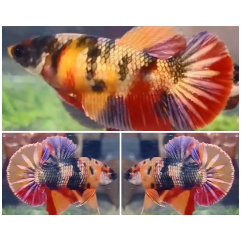 Pair Nemo Gold Copper