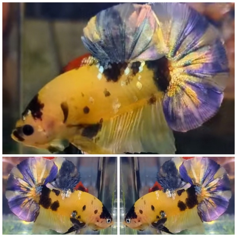 Top Yellow Koi Copper