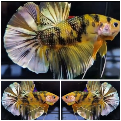 Giant Yellow Koi Copper (6cm)