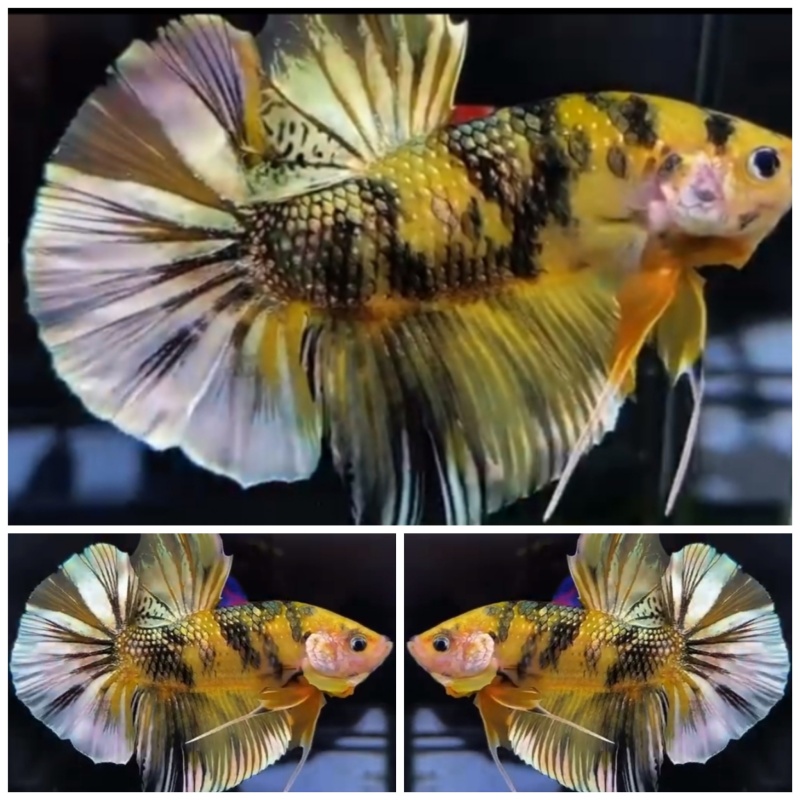 Giant Yellow Koi Copper (6cm)