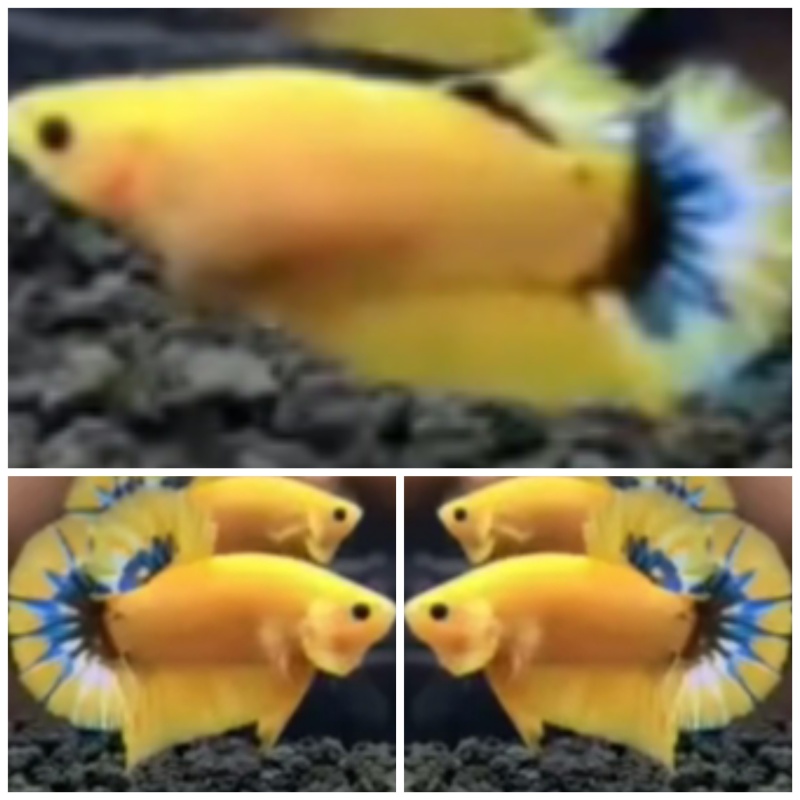 Pair Yellow Hellboy