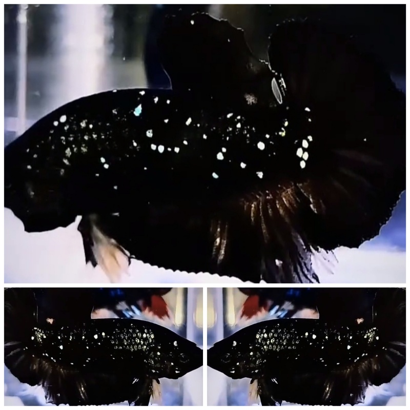 Young Black Star Galaxy