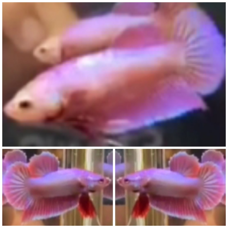 Pair Pink Aurora